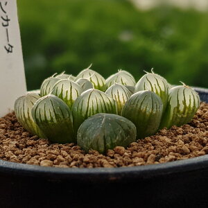 観葉植物 多肉植物 オブツーサ ハオルチアの人気商品 通販 価格比較 価格 Com