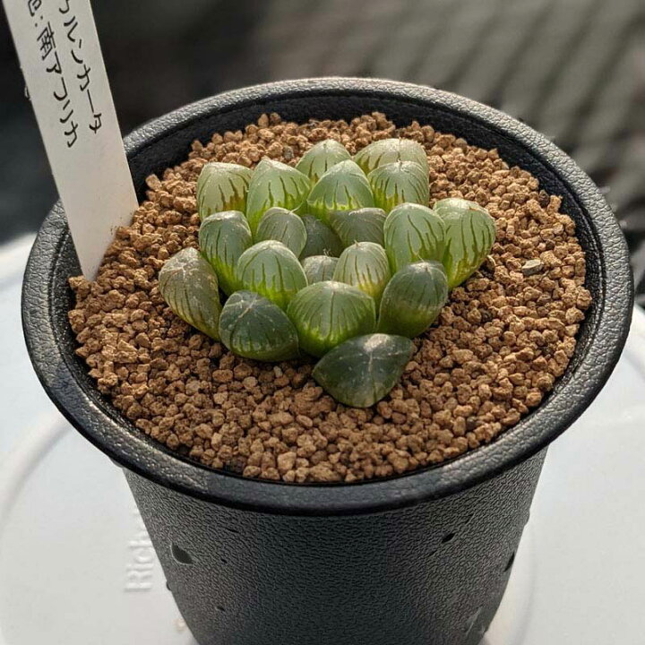 楽天市場 多肉 ハオルチア オブツーサ トゥルンカータ 多肉植物 ハオルシア 抜き苗 第4種発送 透ける 透明 光る かっこいい 可愛い インテリア クリスタル ジュエル クーペリー 父の日 Anny Station 楽天市場 多肉 ハオルチア オブツーサ トゥルンカータ 多肉植物 ハオルシア 抜き苗 第4種発送 透ける 透明 光る かっこいい 可愛い インテリア クリスタル ジュエル クーペリー 父の日 Anny Station