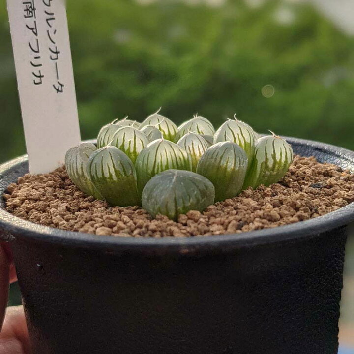 楽天市場 多肉 ハオルチア オブツーサ トゥルンカータ 多肉植物 ハオルシア 抜き苗 第4種発送 透ける 透明 光る かっこいい 可愛い インテリア クリスタル ジュエル クーペリー 父の日 Anny Station