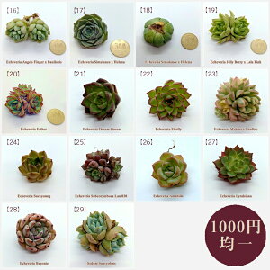多肉植物 カット Diy 工具の人気商品 通販 価格比較 価格 Com