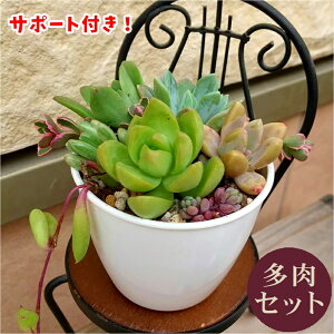 人気の多肉植物｜元気にスクスク育つ！初心者向け屋内植物のオススメは？