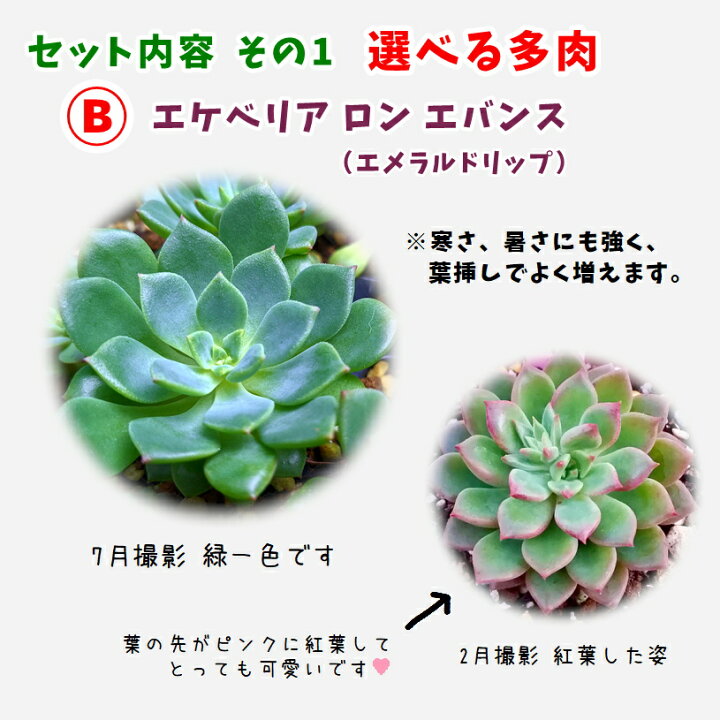 18種類 多肉植物 強くて増える品種 スーパーsale セール期間限定