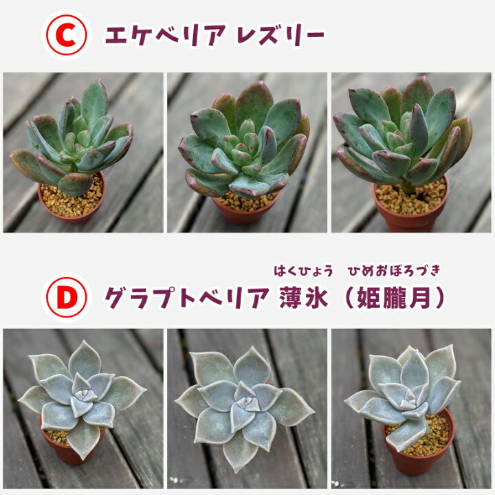 楽天市場 多肉植物 寄せ植え セット 鉢 土 多肉 寄せ植えセット 初心者 可愛い 多肉 エケベリア セダム グラプトペタルム 寄植え 抜き苗 カット苗 可愛い おしゃれ お得 第4種発送 送料無料 Annygarden アニーガーデン アニベリア Ag Set03 初心者さんセットa Anny Station