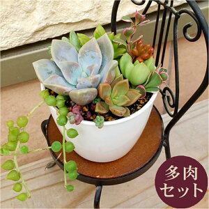 多肉植物 寄せ植え 鉢 おしゃれ 観葉植物の人気商品 通販 価格比較 価格 Com