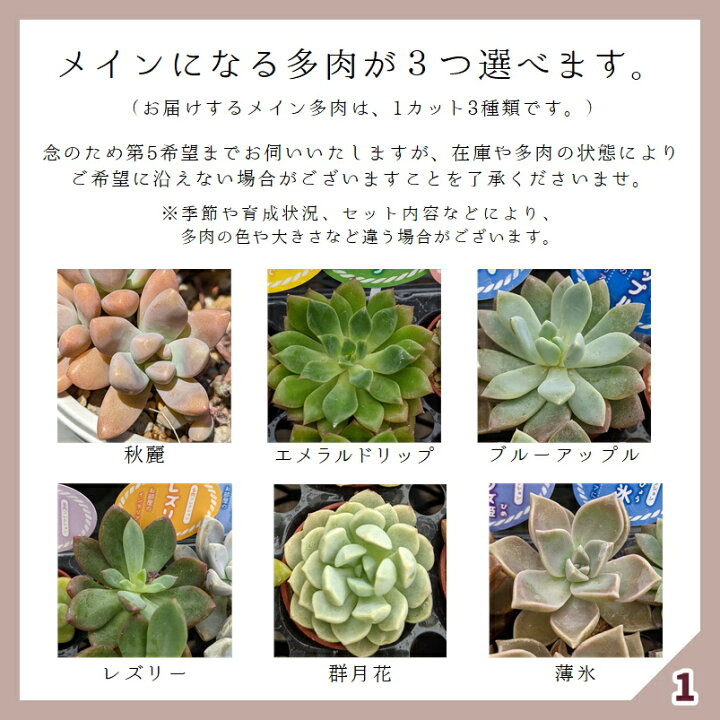 楽天市場 多肉 多肉植物 多肉寄せ植え セット 鉢 土 寄せ植えセット 初心者 可愛い エケベリア セダム グラプトペタルム 寄植え 抜き苗 カット苗 可愛い おしゃれ お得 第4種発送 送料無料 インテリア 多肉の土 植え方 Annygarden アニーガーデン アニベリア Ag Set04