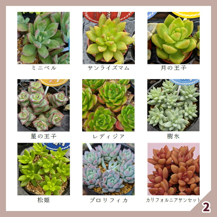 楽天市場 多肉 多肉植物 多肉寄せ植え セット 鉢 土 寄せ植えセット 初心者 可愛い エケベリア セダム グラプトペタルム 寄植え 抜き苗 カット苗 可愛い おしゃれ お得 第4種発送 送料無料 インテリア 多肉の土 植え方 Annygarden アニーガーデン アニベリア Ag Set04