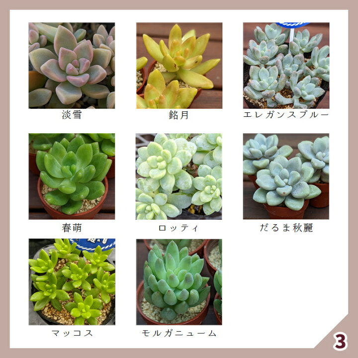楽天市場 多肉 多肉植物 多肉寄せ植え セット 鉢 土 寄せ植えセット 初心者 可愛い エケベリア セダム グラプトペタルム 寄植え 抜き苗 カット苗 可愛い おしゃれ お得 第4種発送 送料無料 インテリア 多肉の土 植え方 Annygarden アニーガーデン アニベリア Ag Set04
