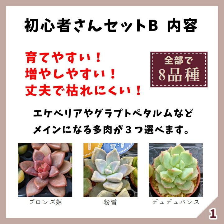 楽天市場 多肉 多肉植物 多肉寄せ植え セット 鉢 土 寄せ植えセット 初心者 可愛い エケベリア セダム グラプトペタルム 寄植え 抜き苗 カット苗 可愛い おしゃれ お得 第4種発送 送料無料 インテリア 多肉の土 植え方 Annygarden アニーガーデン アニベリア Ag Set04 楽天市場 多肉 多肉植物 多肉寄せ植え セット 鉢 土 寄せ植えセット 初心者 可愛い エケベリア セダム グラプトペタルム 寄植え 抜き苗 カット苗 可愛い おしゃれ お得 第4種発送 送料無料 インテリア 多肉の土 植え方 Annygarden アニーガーデン アニベリア Ag Set04