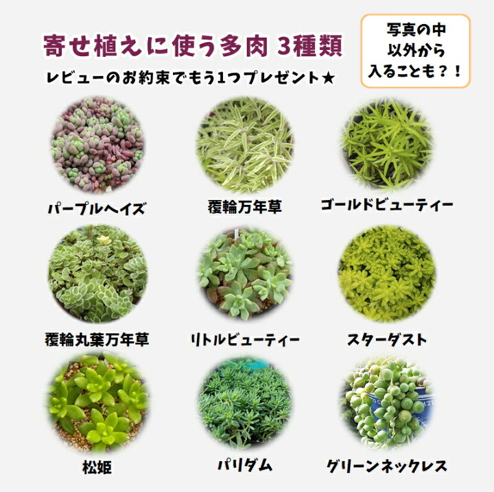 楽天市場 多肉 多肉植物 多肉寄せ植え セット 鉢 土 寄せ植えセット 初心者 可愛い エケベリア セダム グラプトペタルム 寄植え 抜き苗 カット苗 可愛い おしゃれ お得 第4種発送 送料無料 インテリア 多肉の土 植え方 Annygarden アニーガーデン アニベリア Ag Set04
