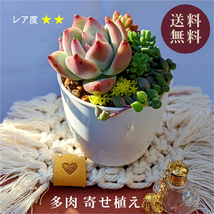 楽天市場 多肉 多肉植物 多肉寄せ植え セット 鉢 土 寄せ植えセット エケベリア 韓国苗 エンジェルティアーズ オーロラ パープルヘイズ 寄植え 抜き苗 カット苗 可愛い おしゃれ レア 第4種発送 送料無料 多肉の土 植え方 Annygarden アニーガーデン アニベリア 楽天市場 多肉 多肉植物 多肉寄せ植え セット 鉢 土 寄せ植えセット エケベリア 韓国苗 エンジェルティアーズ オーロラ パープルヘイズ 寄植え 抜き苗 カット苗 可愛い おしゃれ レア 第4種発送 送料無料 多肉の土 植え方 Annygarden アニーガーデン アニベリア
