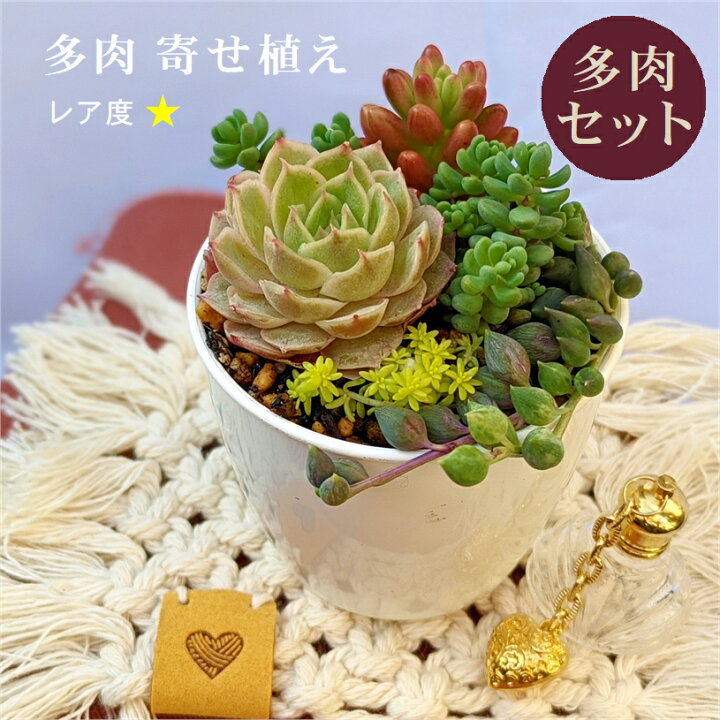 楽天市場 多肉 多肉植物 多肉寄せ植え セット 鉢 土 寄せ植えセット エケベリア 韓国苗 エンジェルティアーズ オーロラ パープルヘイズ 寄植え 抜き苗 カット苗 可愛い おしゃれ レア 第4種発送 送料無料 インテリア 多肉の土 植え方 Annygarden アニーガーデン