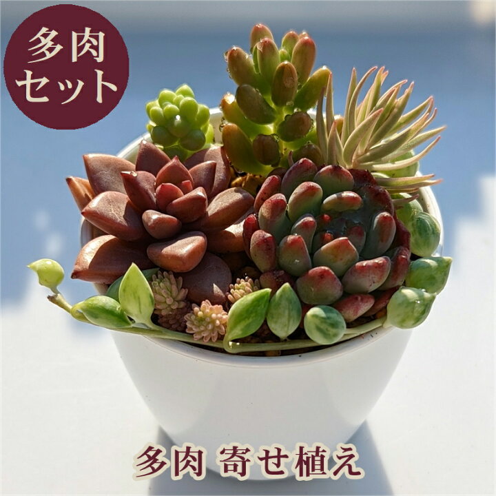 楽天市場 多肉 多肉植物 多肉寄せ植え セット 鉢 土 寄せ植えセット 可愛い エケベリア セダム 寄植え 抜き苗 カット苗 可愛い おしゃれ お得 第4種発送 送料無料 インテリア 多肉の土 植え方 Annygarden アニーガーデン アニベリア 2つ選べる脱初心者さんセットd