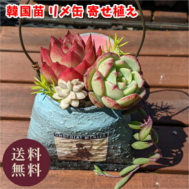 楽天市場 多肉 英語の通販