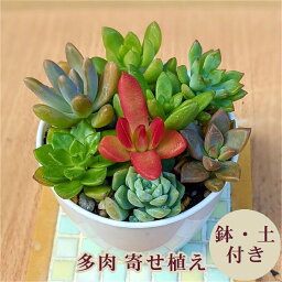 楽天市場 多肉 多肉植物 多肉寄せ植え セット 鉢 土 寄せ植えセット 初心者 可愛い ブロンズ姫 月の王子 赤鬼城 秋麗 セダム 寄植え 抜き苗 カット苗 可愛い おしゃれ お得 第4種 送料無料 インテリア 観葉植物 多肉の土 植え方 Annygarden アニーガーデン アニベリア