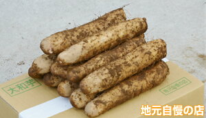 QnY a@iiA_j@4.5kg@܂Ƃ@Ƃ