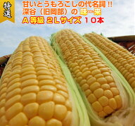 埼玉県深谷産(旧岡部町) とうもろこし 味来 10本 特選 A等級 みらい 、生食でも 甘い トウモロコシ　御中…