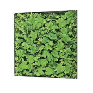 TCfBXvC O[[h EI[O[ 60×60cm ANJo[ GR3568@ylzsz