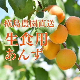 【送料無料 特選 生あんずハーコット(生食用）計約1.2キロ(2パック)　長野県産 高級生あんず 特選ハーコット(生食用）　横島農園から産地直送!　幻のプレミアムハーコット　あんずの王様【お中元　夏ギフトに】