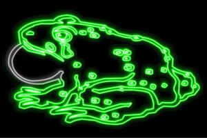 lI@A}KG@^@JG@A}KG@Aj}@@lICg@d@LED@Cg@TC@neon@Ŕ@C~l[V@CeA@X܁@lITC@A