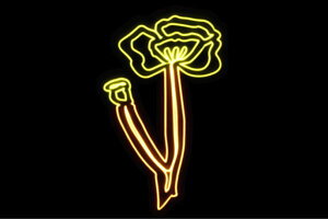 lI@33@ӂ[@t[@͂ȁ@ni@FLOWER@ԁ@lICg@d@LED@Cg@TC@neon@Ŕ@C~l[V@CeA@X܁@lITC@AJG