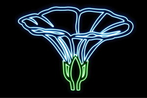 lI@36@ATKI@ӂ[@t[@͂ȁ@ni@FLOWER@ԁ@lICg@d@LED@Cg@TC@neon@Ŕ@C~l[V@CeA@X܁@lITC@A