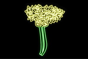 lI@37@ӂ[@t[@͂ȁ@ni@FLOWER@ԁ@lICg@d@LED@Cg@TC@neon@Ŕ@C~l[V@CeA@X܁@lITC@AJG