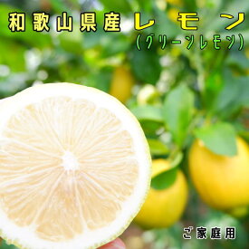 お試し　国産　レモン（グリーンレモン）約1kg　ご家庭用無選別≪10月より出荷予定≫【わけあり】【ワケアリ】【送料込】【送料無料】【和歌山県産】【お買い得】【れもん】【レモン】