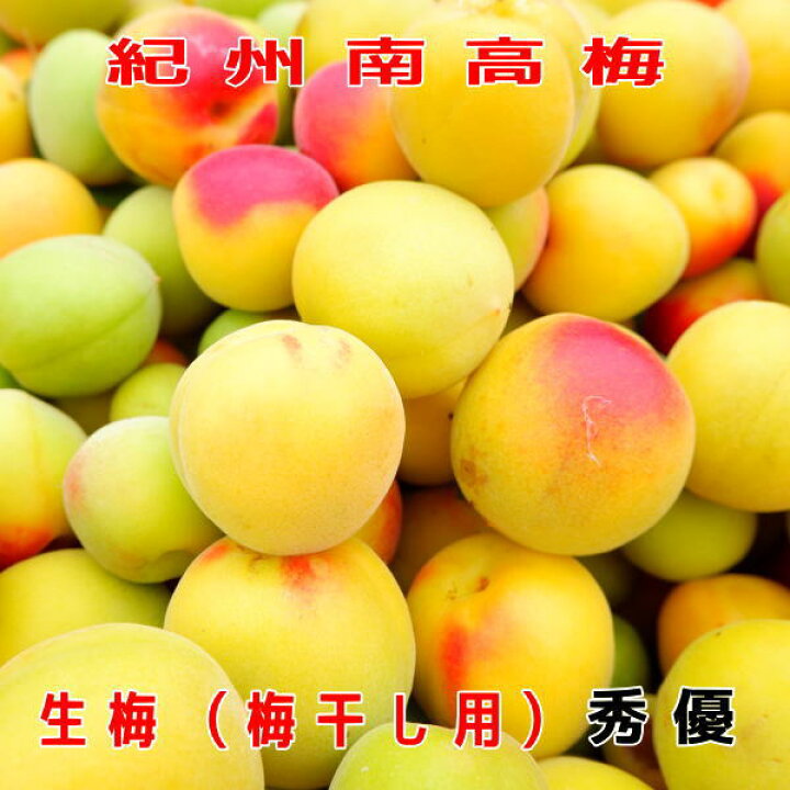 和歌山県産南高梅2Lサイズ10kg 無農薬