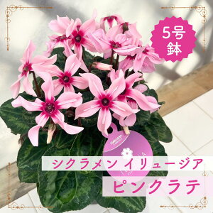 VN C[WA sNe 5 pɂ҂Ȋ󏭂ȈiIVN