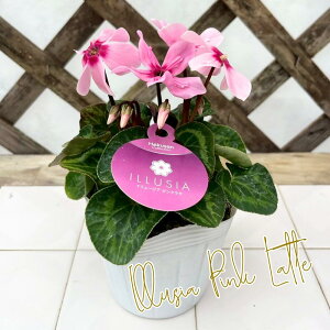 K[fVN C[WA sNe 3.5|bg 10.5cm|bg