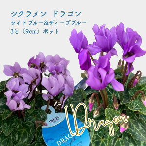 VN hS Cgu[&fB[vu[Zbg 3|bg 9cm|bg _璼 񂹐Aɂ҂