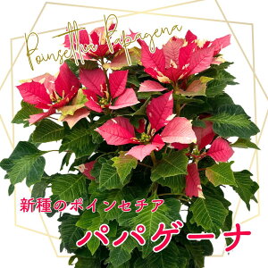 |CZ`A ppQ[i 6 V ʊ󏭏i Papagena Lazzeri NX}X Mtg ϗtA