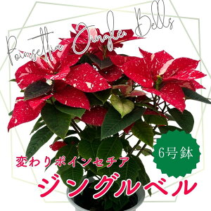 |CZ`A WOx 6 V ʊ󏭏i NX}X Mtg ϗtA