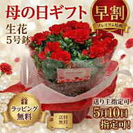 母の日　カーネーション　生花　ラッピング込み！5月10日指定可能！送り主指定可！5号鉢でボリュームあり…