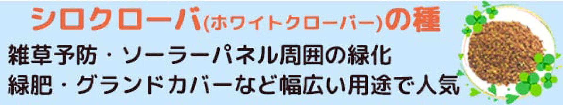 シロクローバ種子ホワイトクローバー