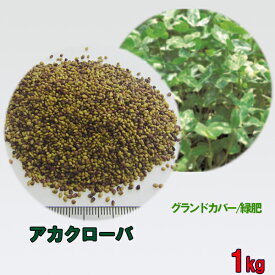 楽天市場 クローバー 種 1kgの通販