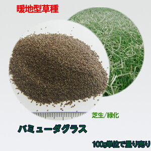 苗 芝生 西洋芝の通販 価格比較 価格 Com