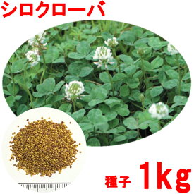 種子 シロクローバ 1kg