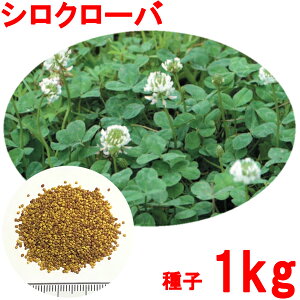 多年草 種の人気商品 通販 価格比較 価格 Com
