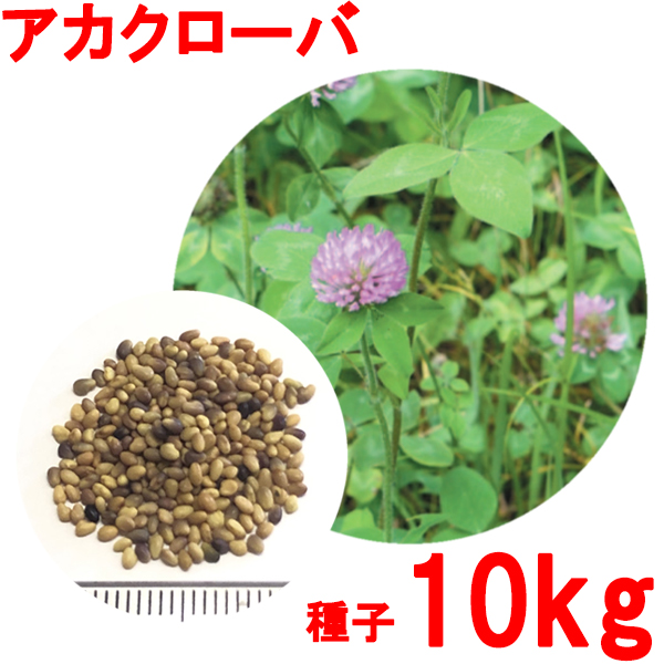 種子 アカクローバ 10kg ※ラッピング ※ 後払い手数料無料