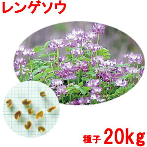 レンゲ 種の人気商品 通販 価格比較 価格 Com