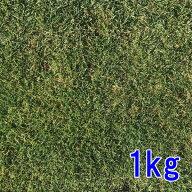 種子 ケンタッキーブルーグラス 1kg