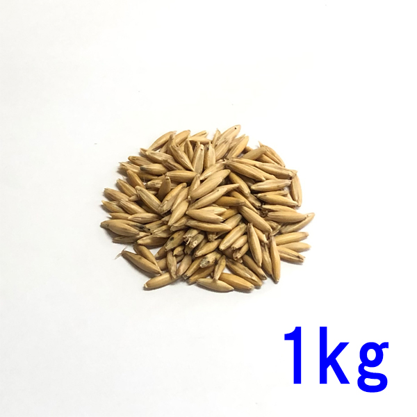 種子 えん麦(オーツヘイ) 殻つき 1kg