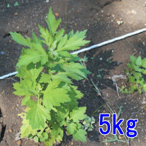 q M 5kg
