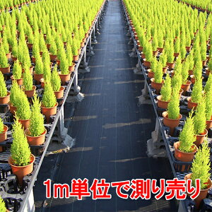 hV[g V[g × 蔄 򐻖