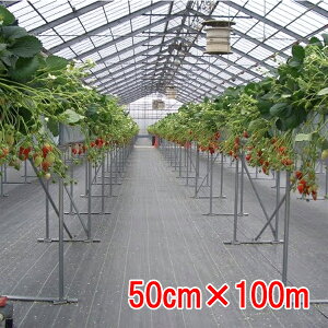 hV[g V[g × 50cm×100m 򐻖ylEꔭsz