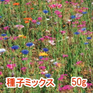 ワイルドフラワーミックス ベビーブルーマーズ 50g
