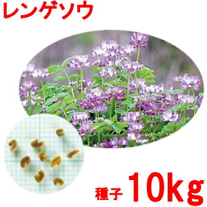 種子 レンゲソウ(れんげ草・ゲンゲ) 10kg