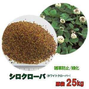 種 1kg クローバーの人気商品 通販 価格比較 価格 Com