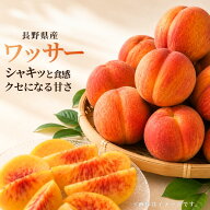 ワッサー 家庭用 1.5kg 3kg 5kg 予約 長野県産 送料無料 クール便 希少品種 信州産 国産 甘い お取り寄せ…